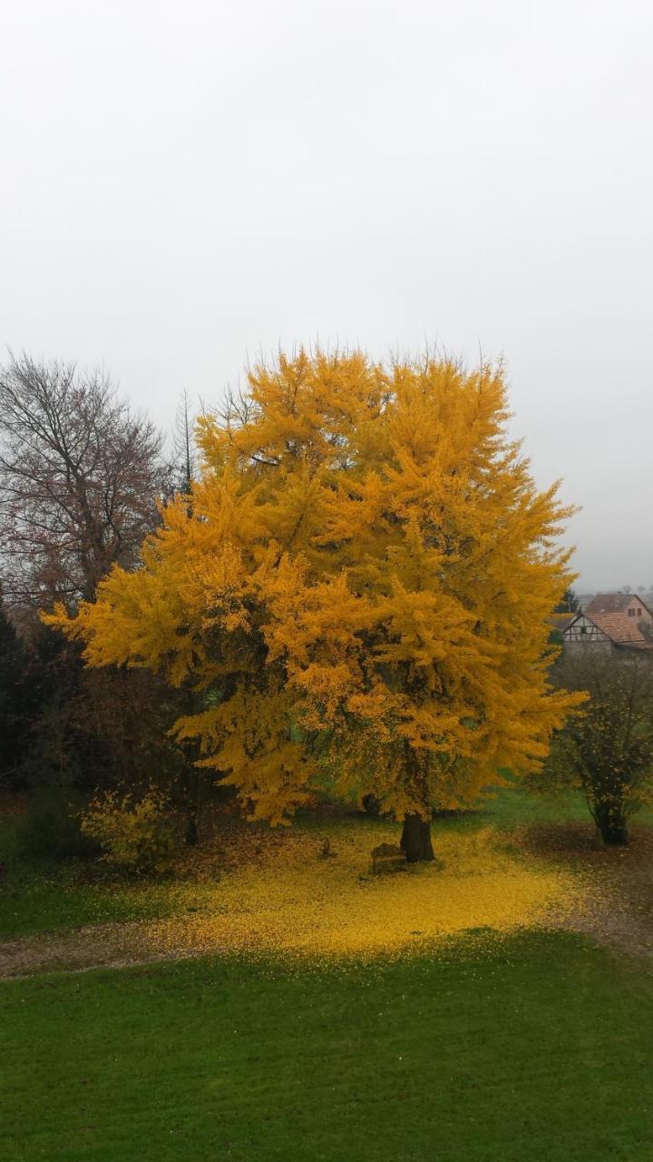 Chateau De Werde Matzenheim Bagian luar foto